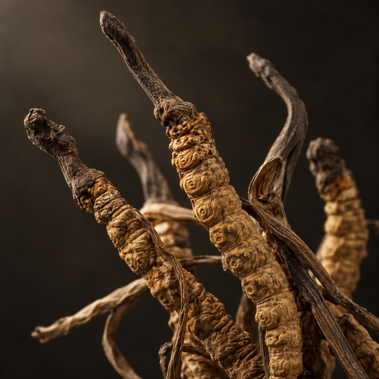 Cordyceps sinensis deshidratado